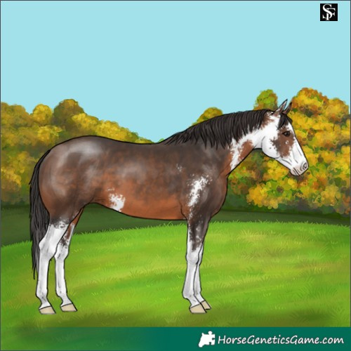 Horse Color:Brown Sabino