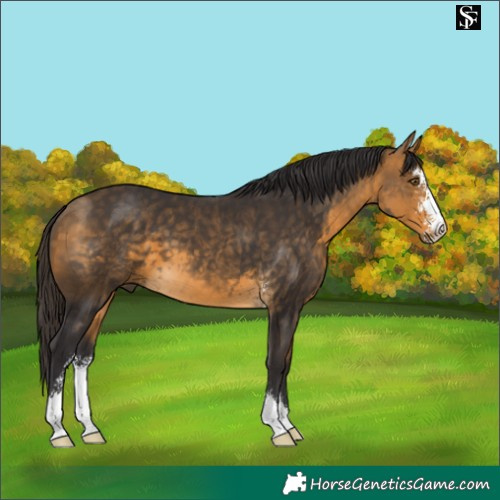 Horse Color:Buckskin Sabino