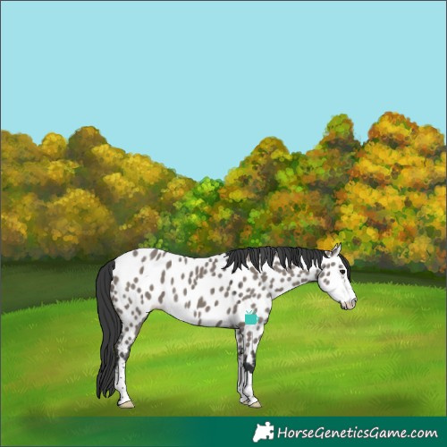 Horse Color:Grullo Appaloosa