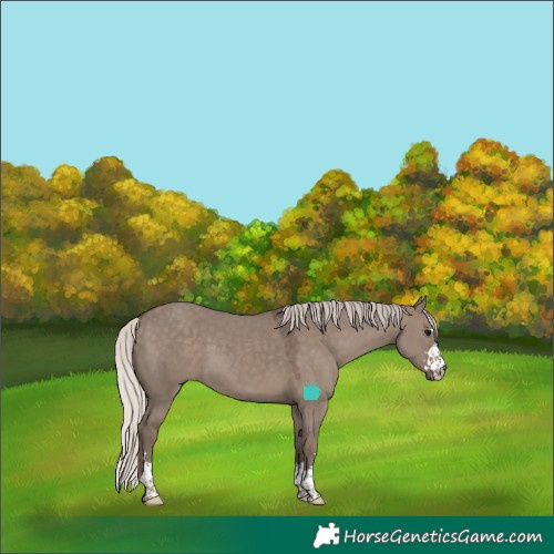 Horse Color:Silver Grullo