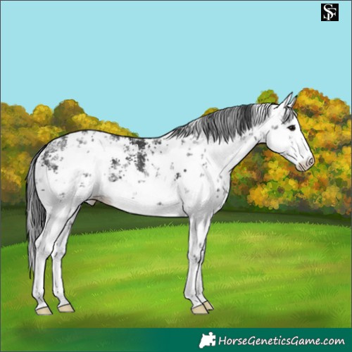 Horse Color:White Spotted Black Sabino 