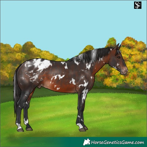 Horse Color:White Spotted Brown Appaloosa