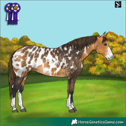 Horse Color:White Spotted Buckskin Sabino Appaloosa