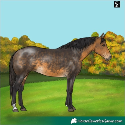 Horse Color:Buckskin