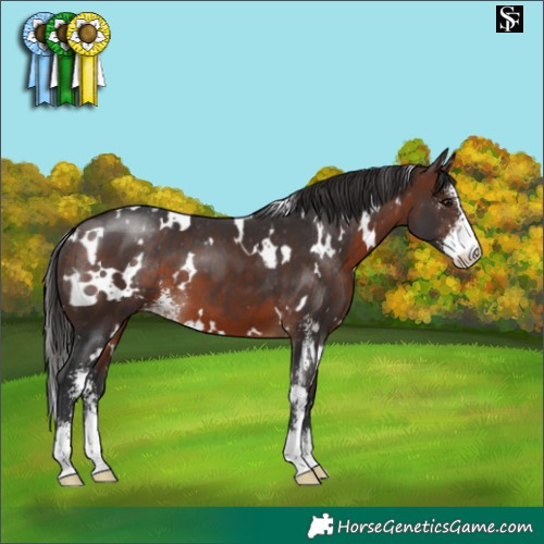 Horse Color:White Spotted Brown Sabino Appaloosa