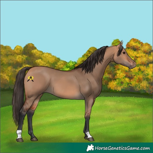 Horse Color:Bay Dun