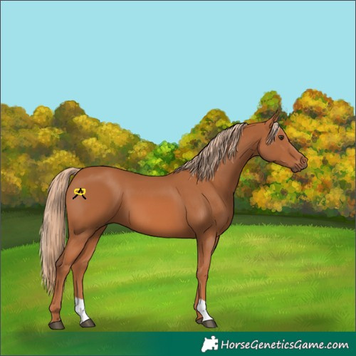 Horse Color:Chestnut 