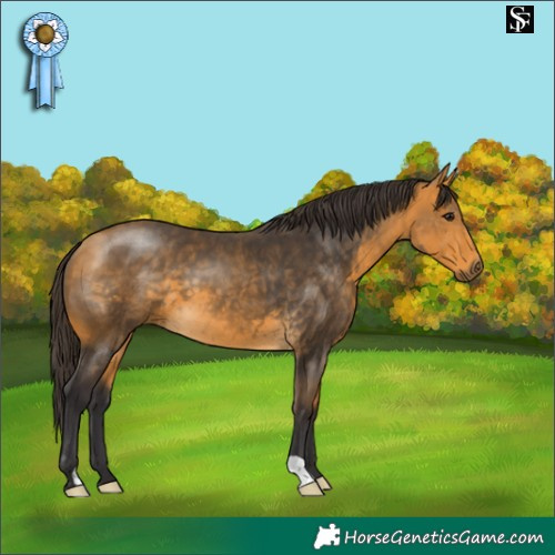 Horse Color:Buckskin 