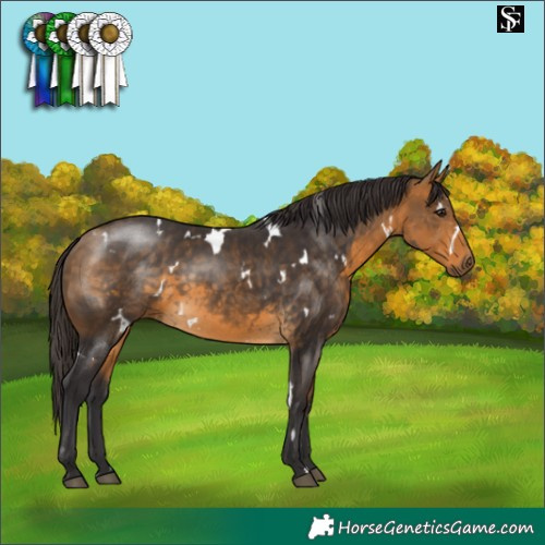 Horse Color:White Spotted Buckskin 