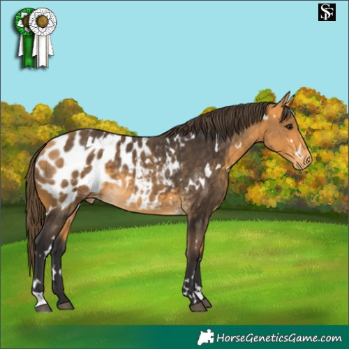 Horse Color:White Spotted Buckskin Appaloosa
