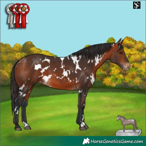 Horse Color:White Spotted Bay Varnish