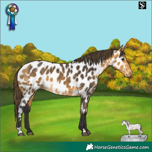 Horse Color:Buckskin Appaloosa 