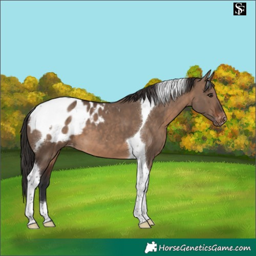 Horse Color:Brown Dun Tobiano Appaloosa 