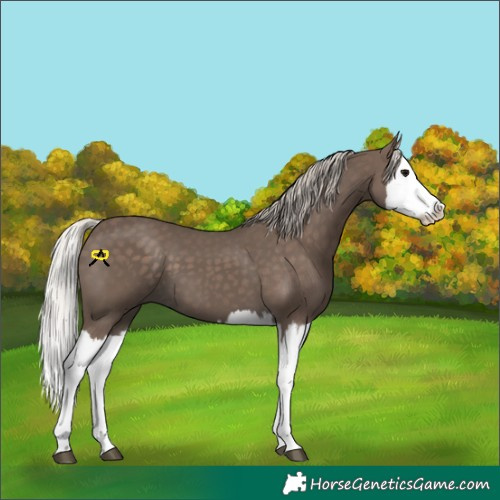 Horse Color:Silver Black Splash 