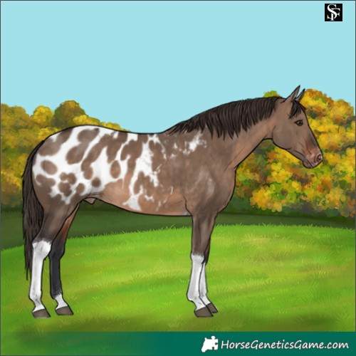 Horse Color:Brown Dun Tobiano Appaloosa 