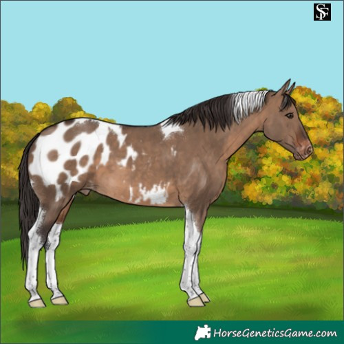 Horse Color:Brown Dun Tobiano Appaloosa