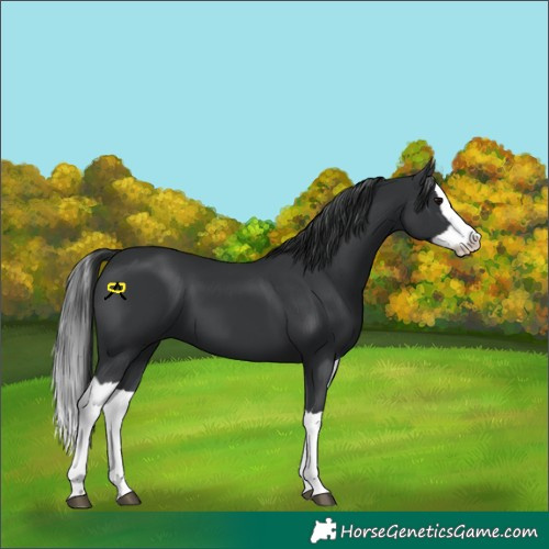 Horse Color:Black Splash 