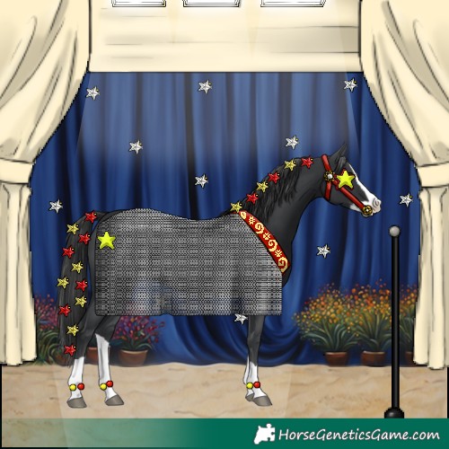 Horse Color:Black Splash