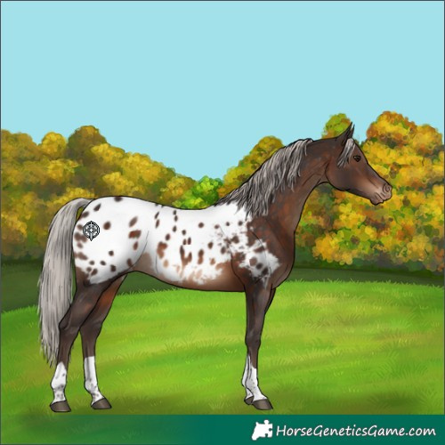 Horse Color:Silver Brown Tobiano Appaloosa