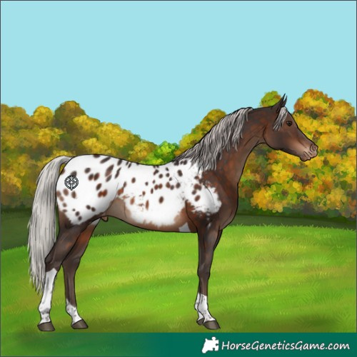 Horse Color:Silver Brown Tobiano Blanket
