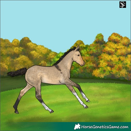 Horse Color:Buckskin Dun Tobiano 