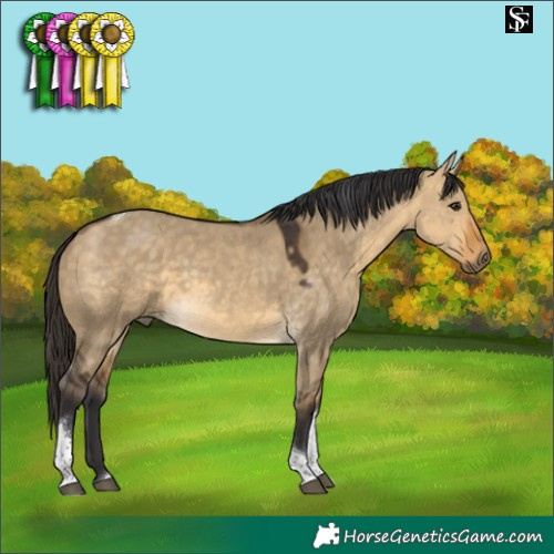 Horse Color:Buckskin Dun Tobiano