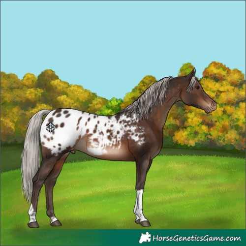 Horse Color:Silver Brown Tobiano Blanket