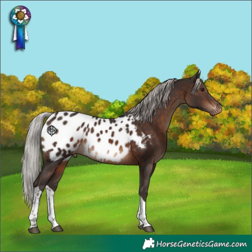 Horse Color:Silver Brown Tobiano Appaloosa