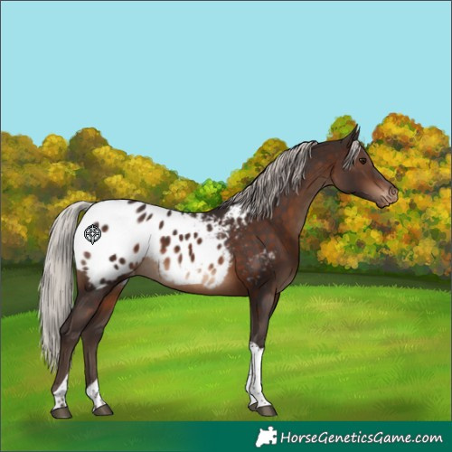 Horse Color:Silver Brown Tobiano Appaloosa