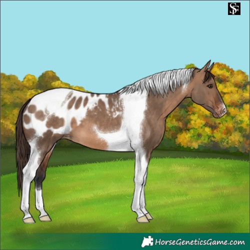 Horse Color:Brown Dun Tobiano Appaloosa