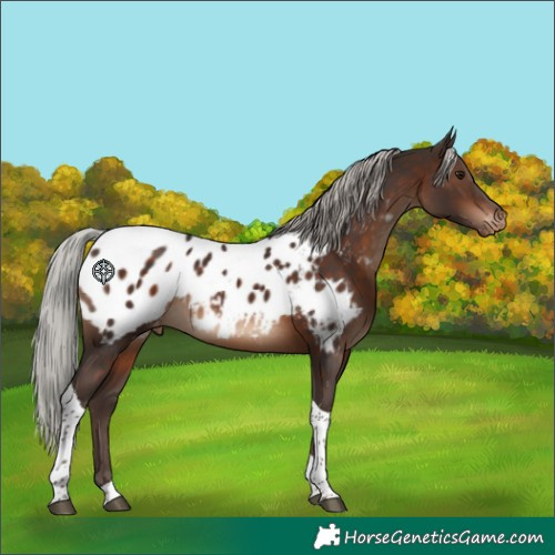 Horse Color:Silver Brown Tobiano Blanket 
