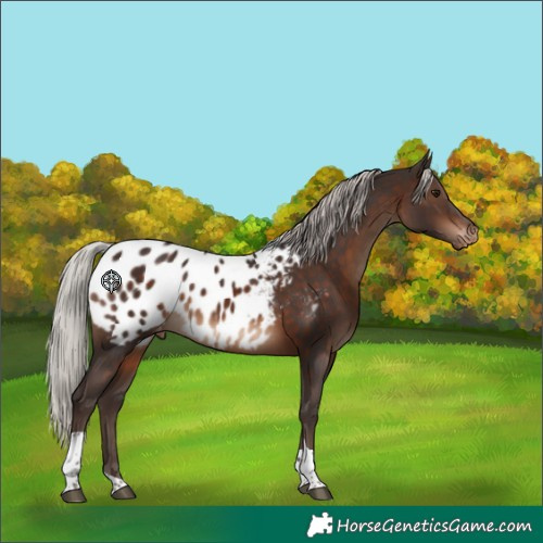 Horse Color:Silver Brown Tobiano Blanket