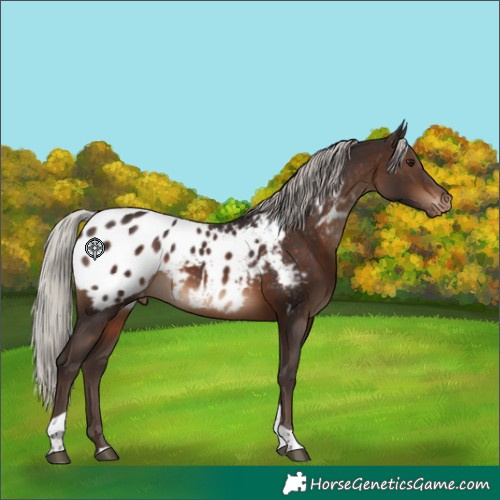 Horse Color:Silver Brown Tobiano Appaloosa