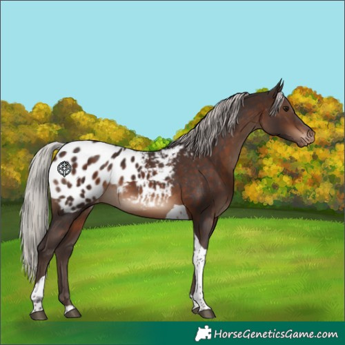 Horse Color:Silver Brown Tobiano Appaloosa