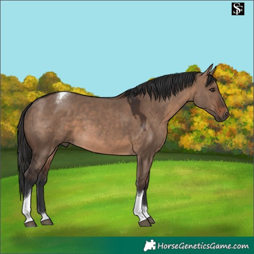 Horse Color:Brown Dun Tobiano 