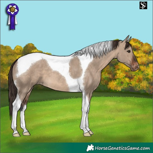 Horse Color:Brown Dun Tobiano Appaloosa