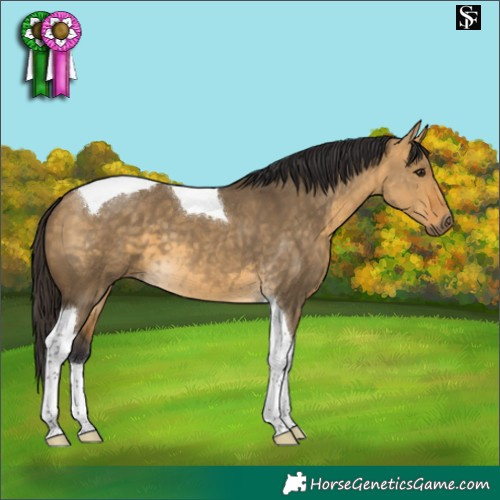 Horse Color:Buckskin Dun Tobiano
