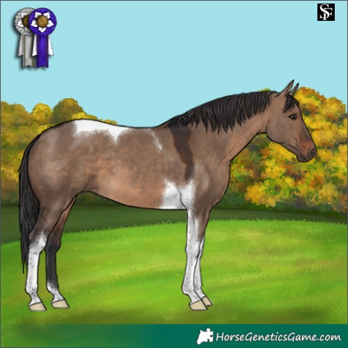 Horse Color:Brown Dun Tobiano