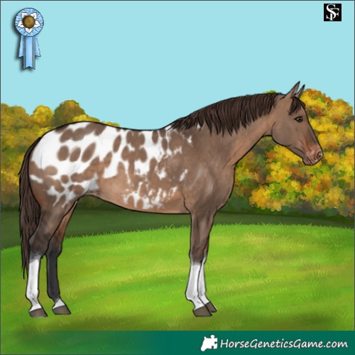 Horse Color:Brown Dun Tobiano Appaloosa 