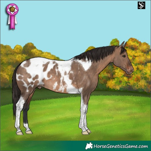 Horse Color:Brown Dun Tobiano Appaloosa