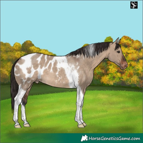 Horse Color:Brown Dun Tobiano Appaloosa