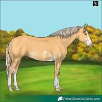 Horse Color:Pseudo Palomino
