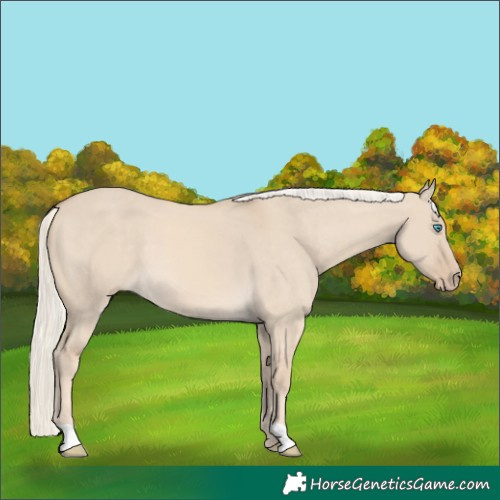 Horse Color:Cremello Dun 