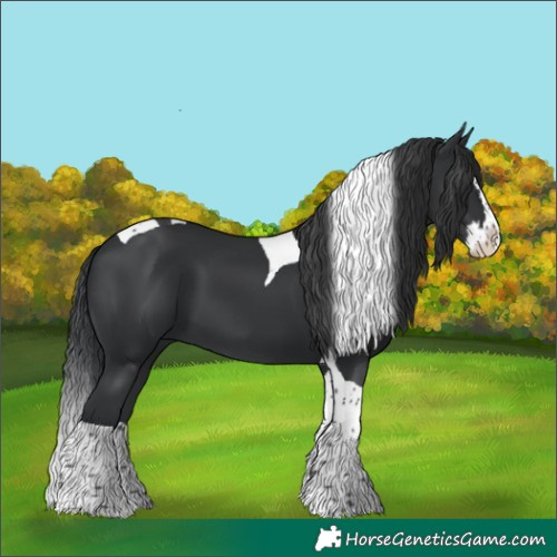 Horse Color:Black Splash Tobiano