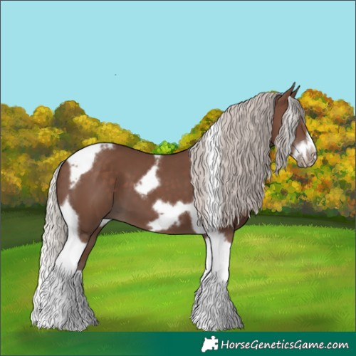 Horse Color:Silver Black Splash Tobiano Frame