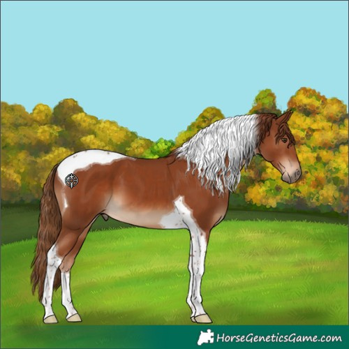 Horse Color:Chestnut Tobiano