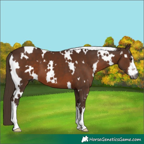 Horse Color:Gray White Spotted Chestnut