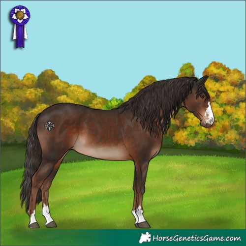 Horse Color:Liver Chestnut 