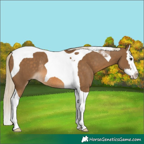 Horse Color:Chocolate Palomino Splash Tobiano Rabicano