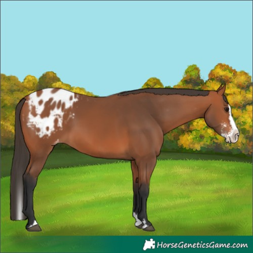 Horse Color:Bay Sabino Splash Blanket 
